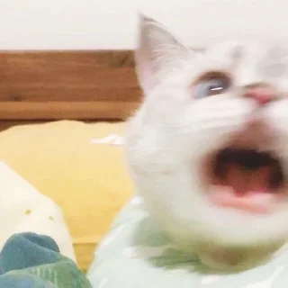 Стикер funny kitten :) - 11