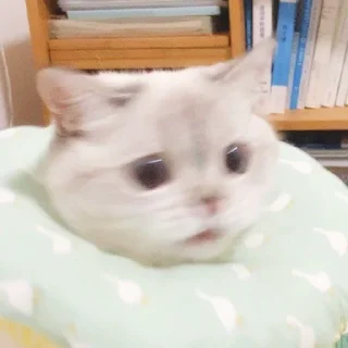 Стикер funny kitten :) - 6