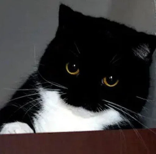 small to medium-sized cats felidae whiskers