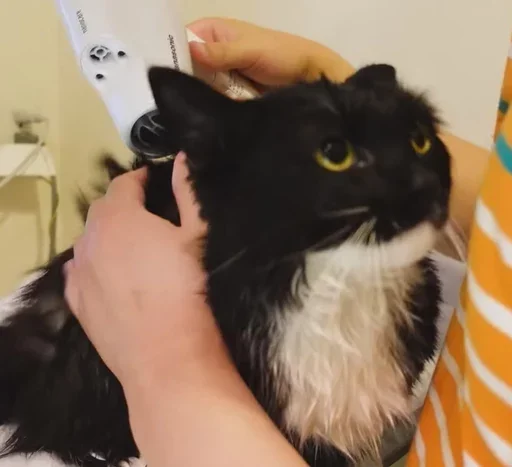 комнатный кошки малого и среднего размера Человек