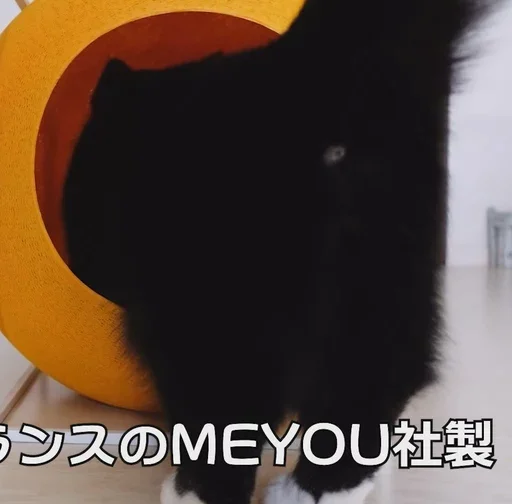 животное чёрная кошка млекопитающее