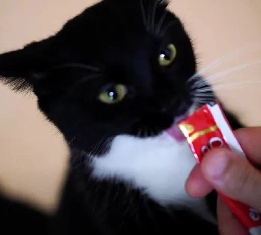 small to medium-sized cats felidae whiskers