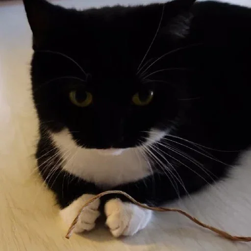 small to medium-sized cats felidae indoor