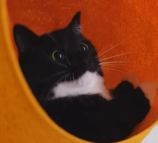 small to medium-sized cats felidae whiskers