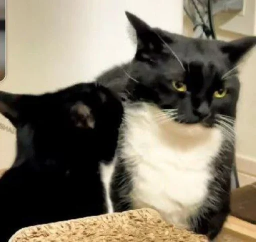 cat mammal small to medium-sized cats