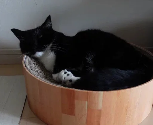 cat small to medium-sized cats indoor