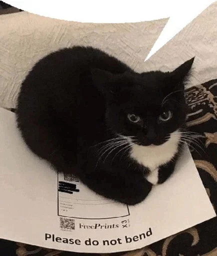 text animal small to medium-sized cats