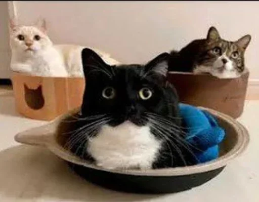 смешной кот (uni cat) @plovchik_uwu - 