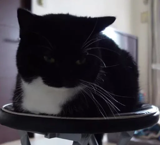 animal small to medium-sized cats felidae