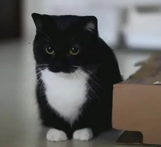 small to medium-sized cats indoor animal