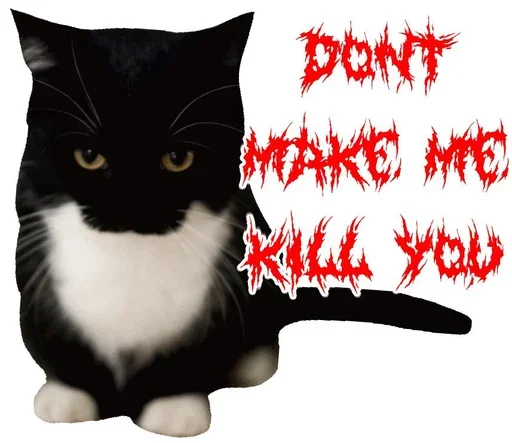 small to medium-sized cats felidae cat