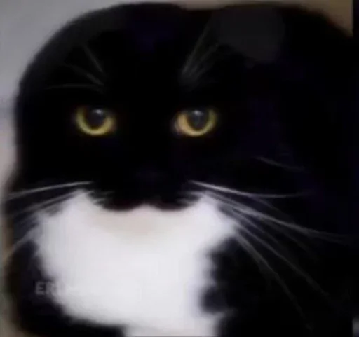 mammal animal small to medium-sized cats