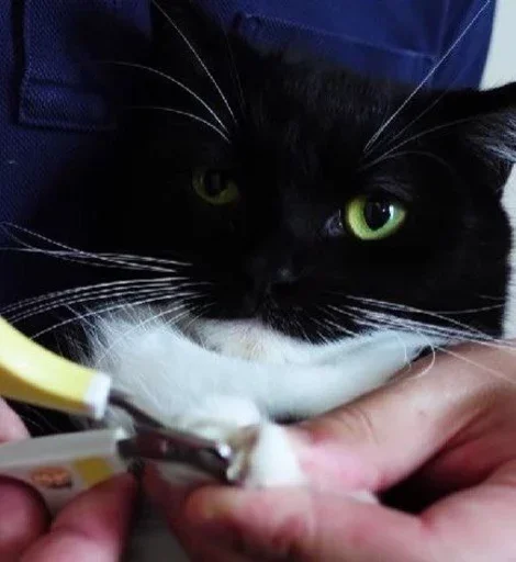 small to medium-sized cats felidae whiskers