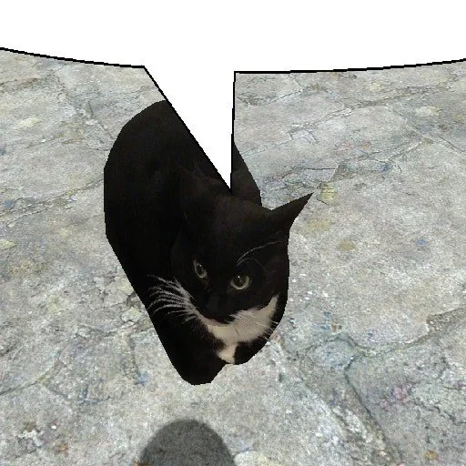 mammal cat small to medium-sized cats