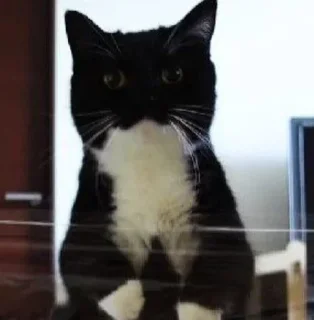 mammal animal small to medium-sized cats