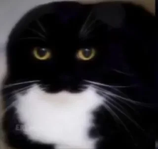 mammal animal small to medium-sized cats