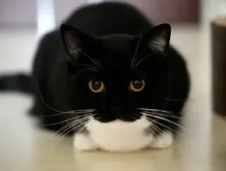 mammal small to medium-sized cats animal