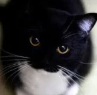 mammal animal small to medium-sized cats