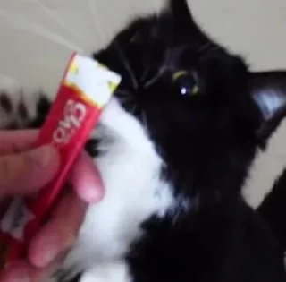 small to medium-sized cats indoor felidae