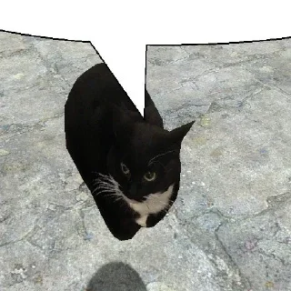 mammal cat small to medium-sized cats