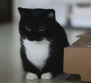 small to medium-sized cats indoor animal