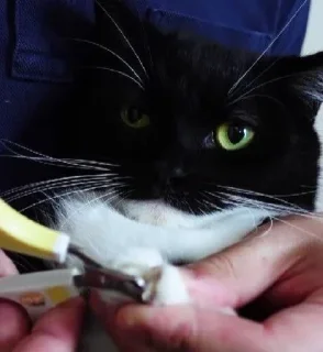 small to medium-sized cats felidae whiskers