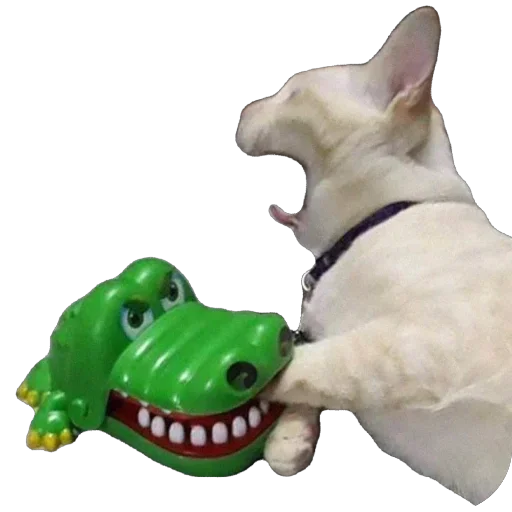 Funny animals @anime4_arts - 