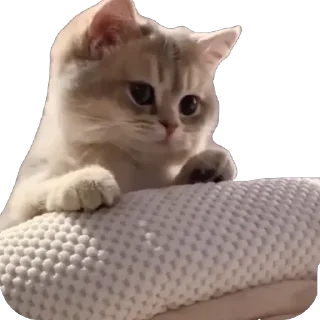 Стикер Funny animals @anime4_arts - 9