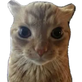 Стикер Funny animals @anime4_arts - 8