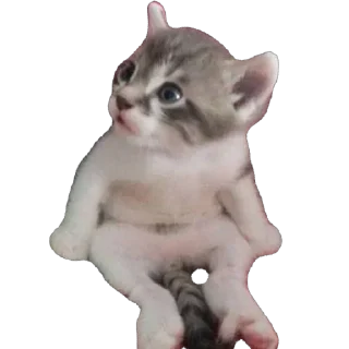 Стикер Funny animals @anime4_arts - 1