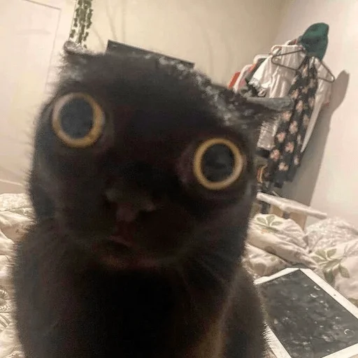 Sticker funnymemekitty - 1