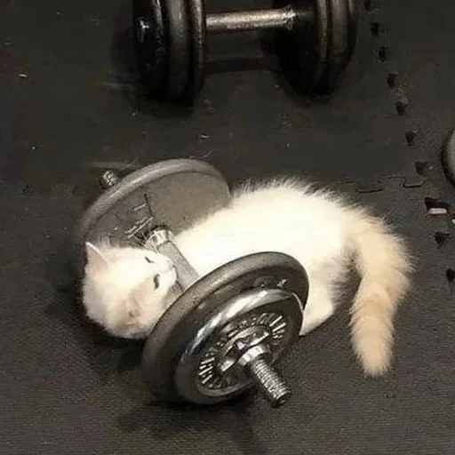 Стикер funnymemekitty - 1