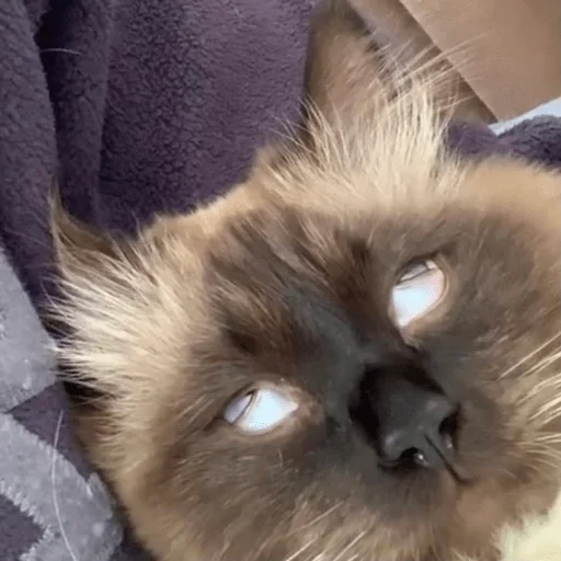 Стикер funnymemekitty - 1