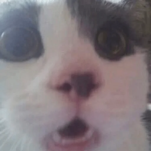 Sticker funnymemekitty - 1