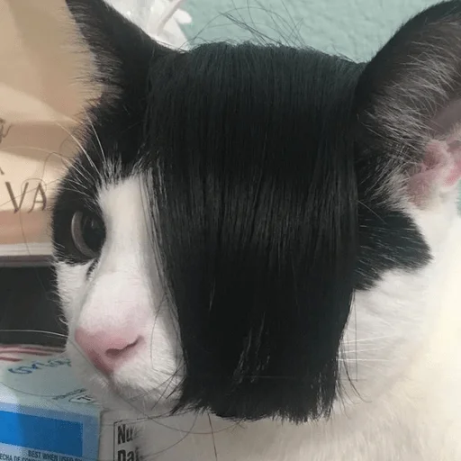 Sticker funnymemekitty - 1