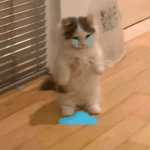 Стикер funnymemekitty - 1