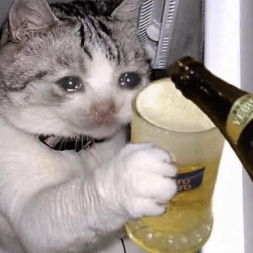 Стикер funnymemekitty - 1