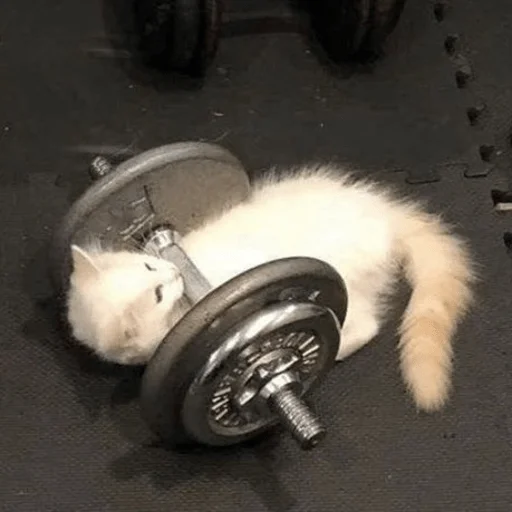 Стикер funnymemekitty - 1