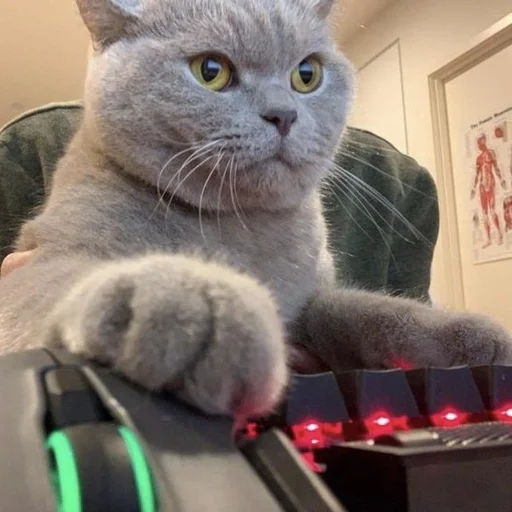 Стикер funnymemekitty - 1