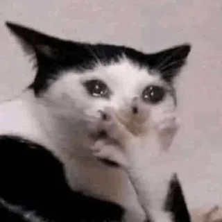 Стикер kitty - 10