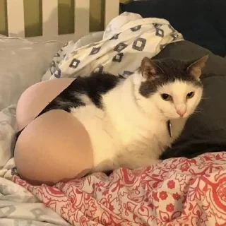 Стикер kitty - 9