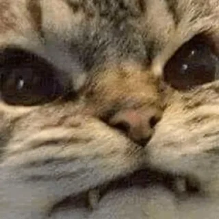 Стикер kitty - 4