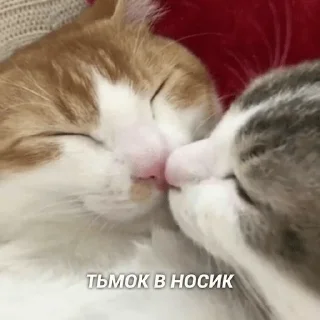 Стикер kitty - 1