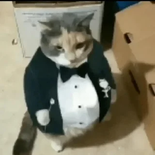 Стикер kitty - 7