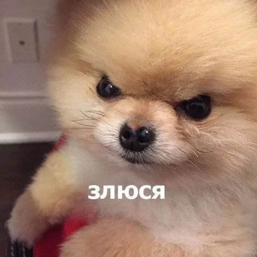 Sticker fustaska_pack - 1