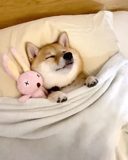 домашнее животное комнатный животное