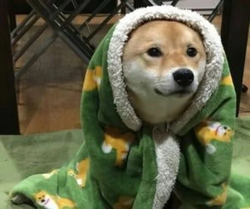 млекопитающее домашнее животное порода собак