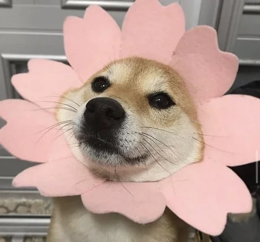 домашнее животное порода собак собака