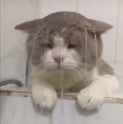 млекопитающее животное комнатный