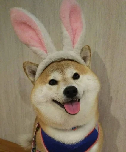 млекопитающее домашнее животное животное